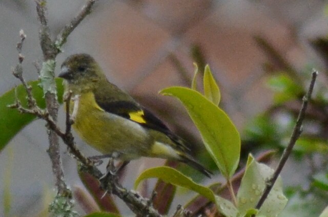 Yellow-bellied Siskin - ML251684061