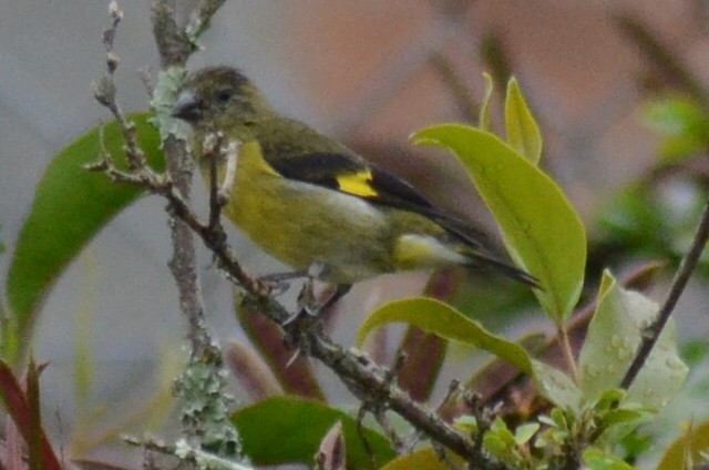 Yellow-bellied Siskin - ML251684071