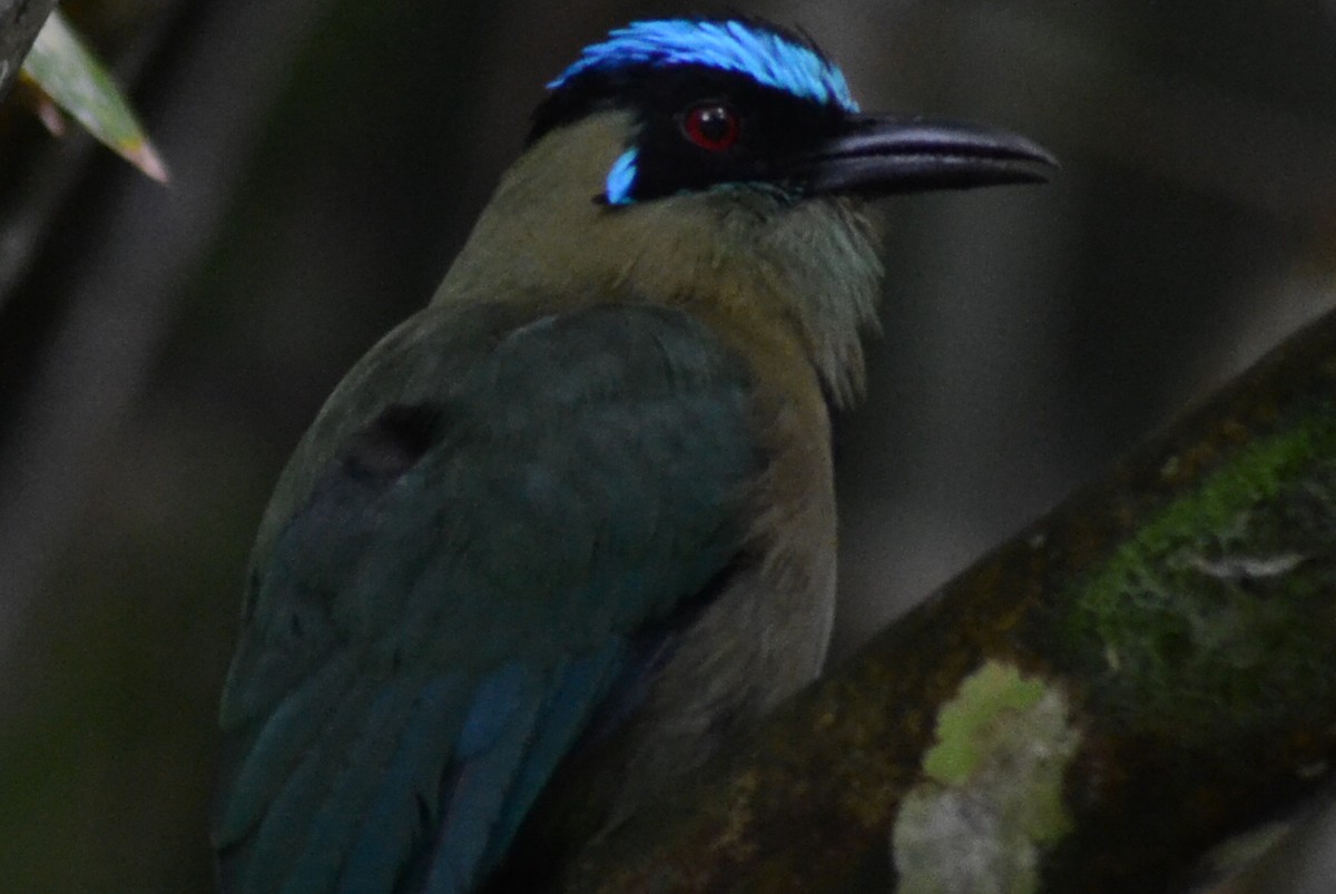 Andean Motmot - ML251684131