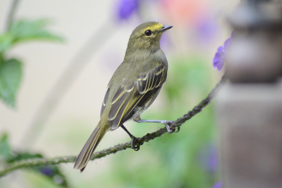 Golden-faced Tyrannulet - Andrés  Ayala Sarasty