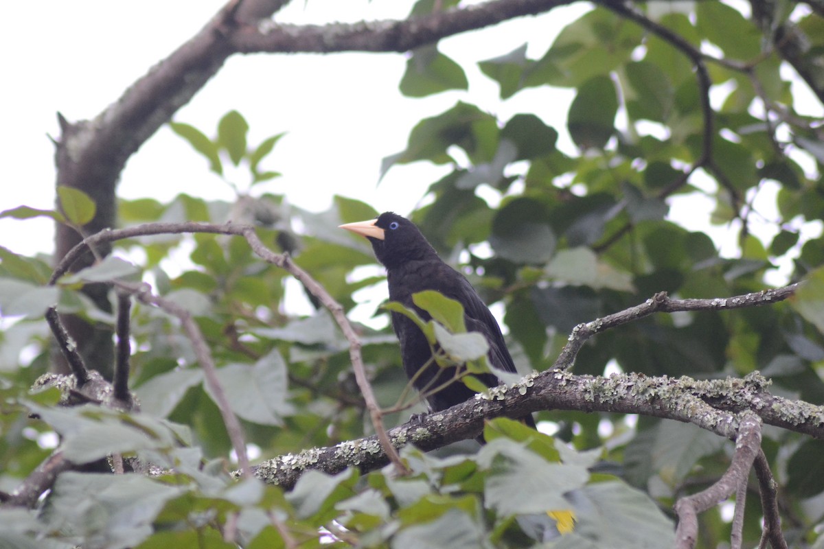 Crested Oropendola - ML251684611