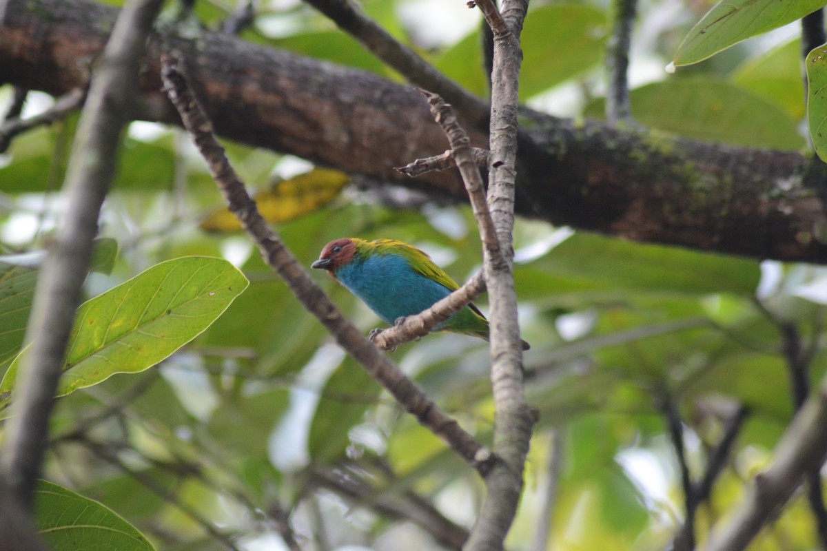 Bay-headed Tanager - ML251684711