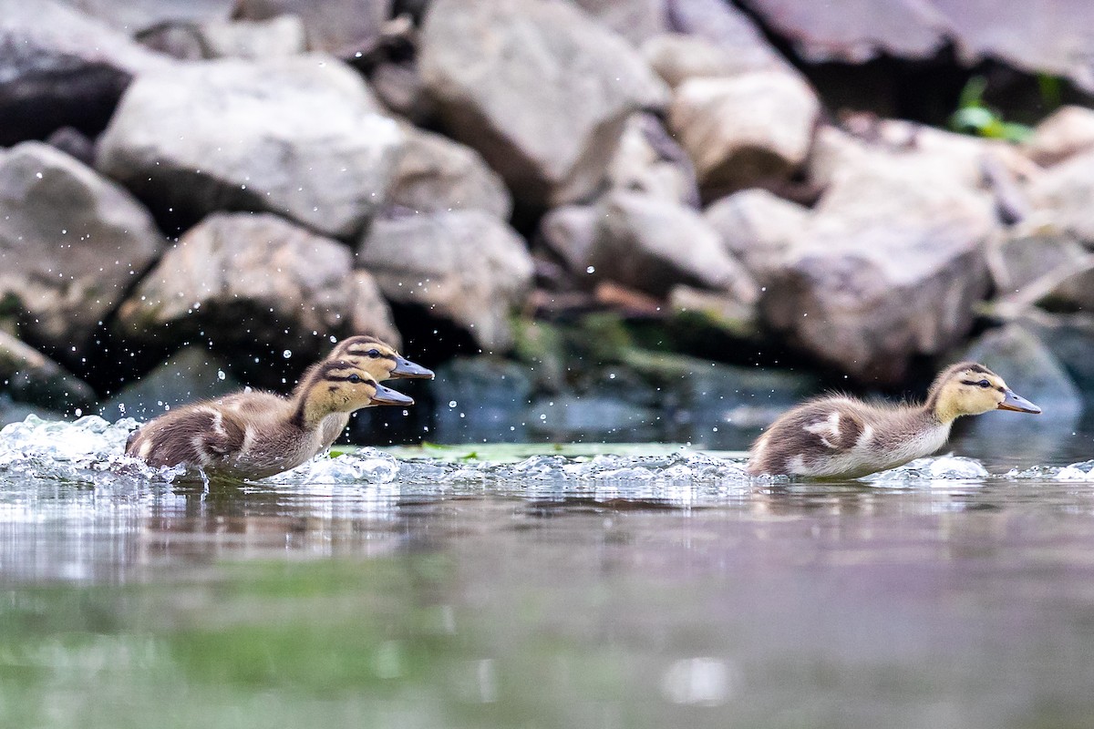 Mallard - Brad Imhoff