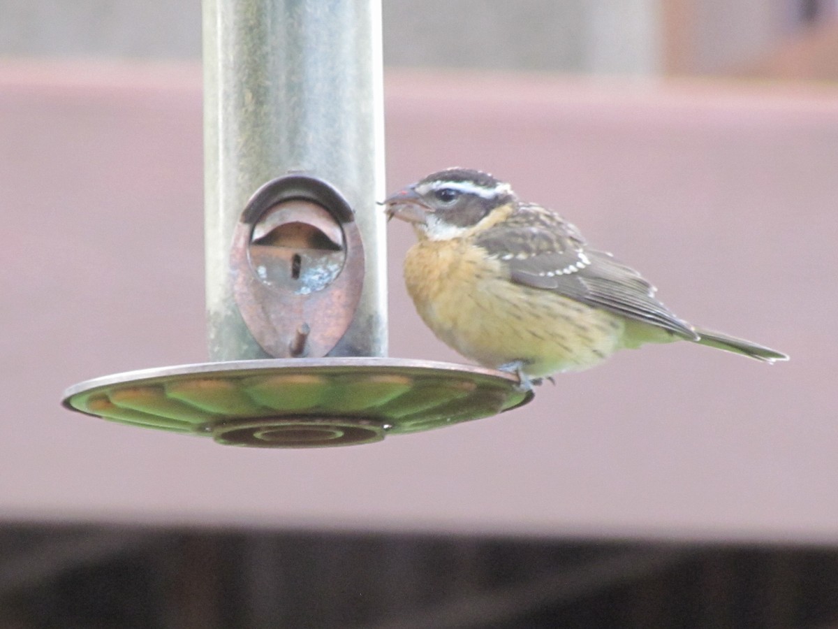 Black-headed Grosbeak - ML251684831