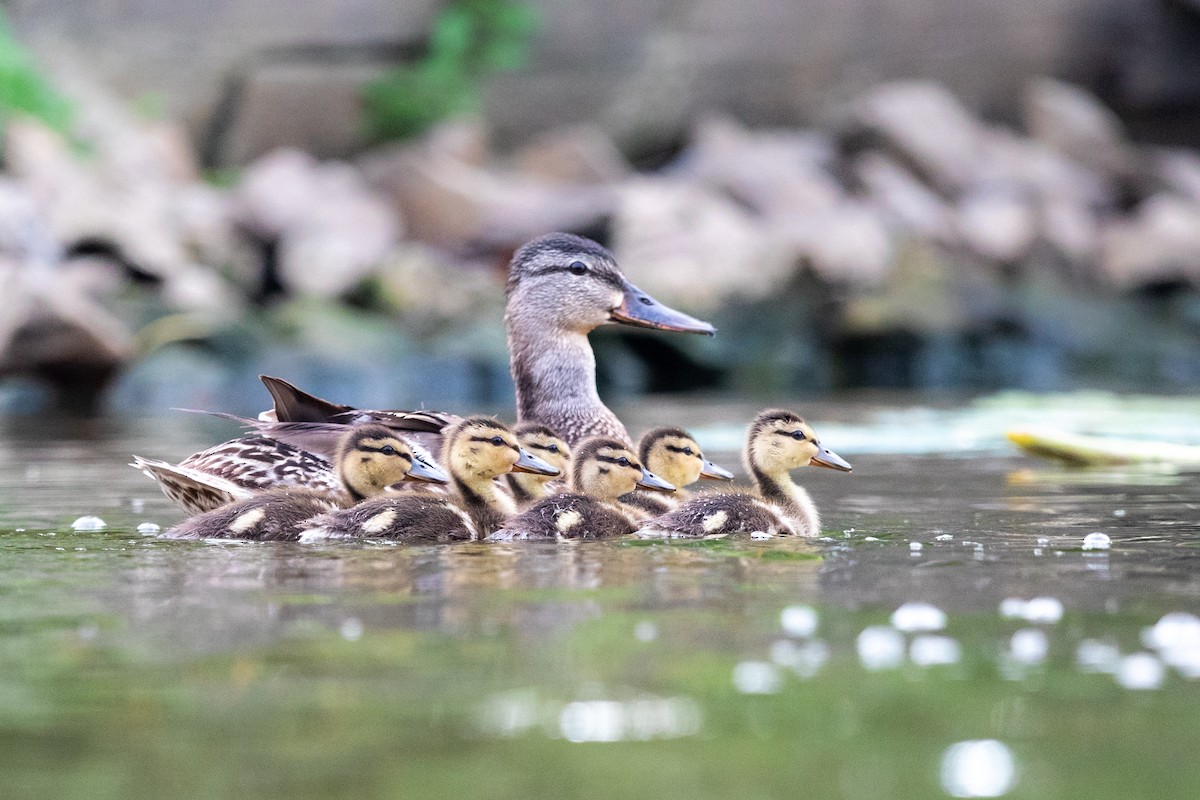 Canard colvert - ML251684841