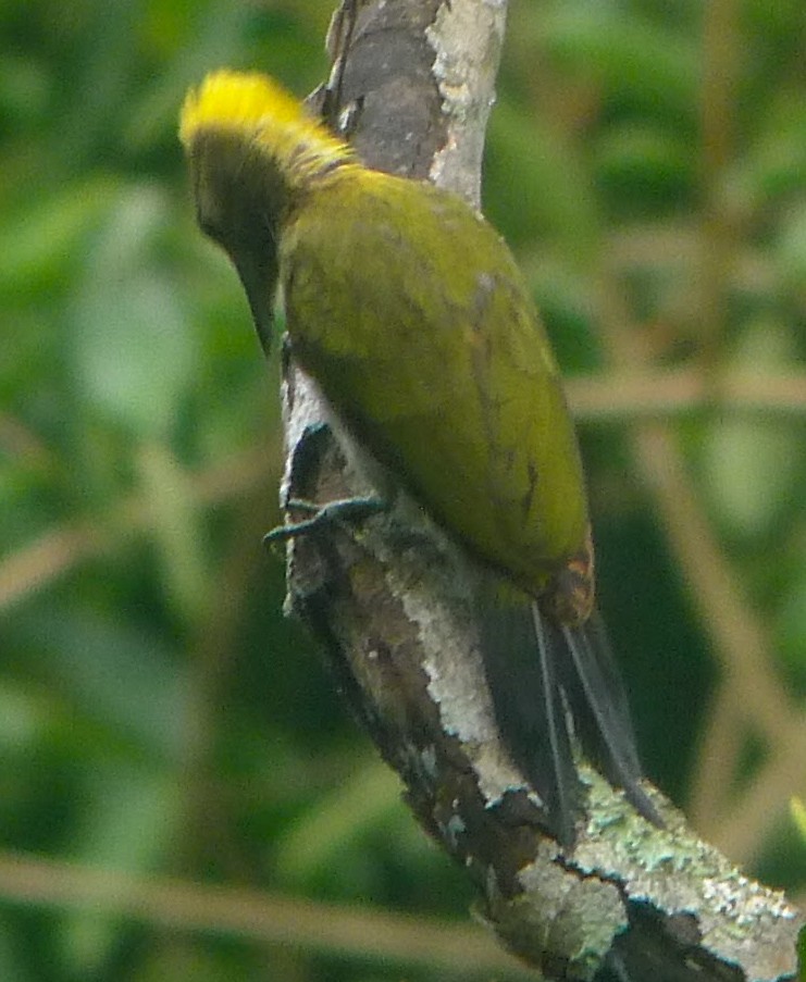 Greater Yellownape - ML251684901