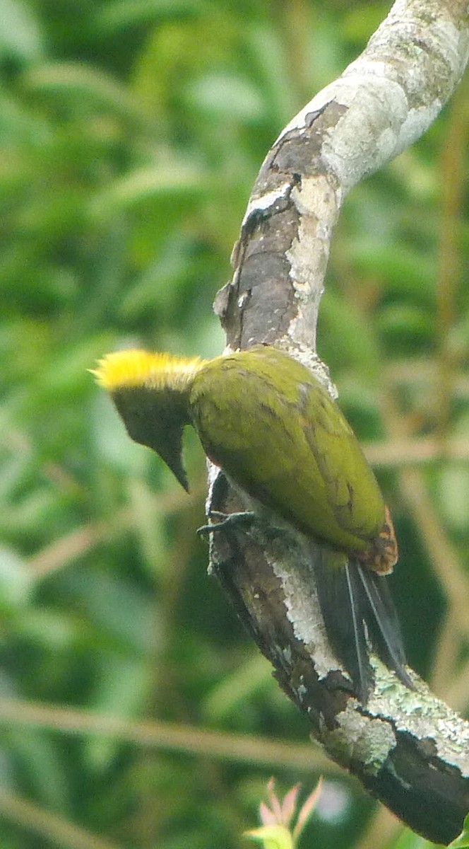 Greater Yellownape - ML251684911