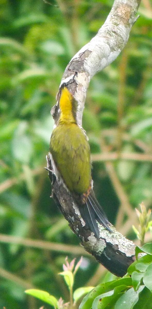 Greater Yellownape - ML251684921