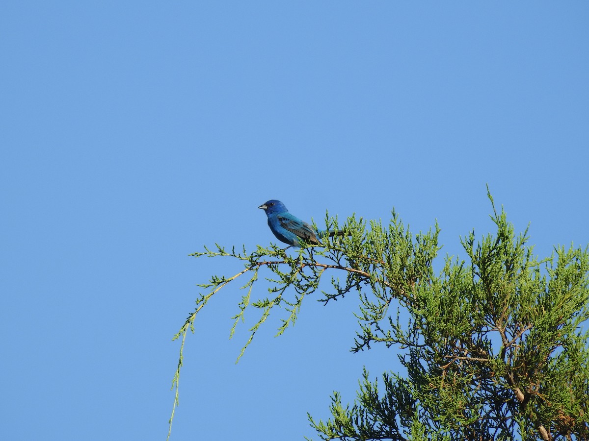 Indigo Bunting - ML251685031