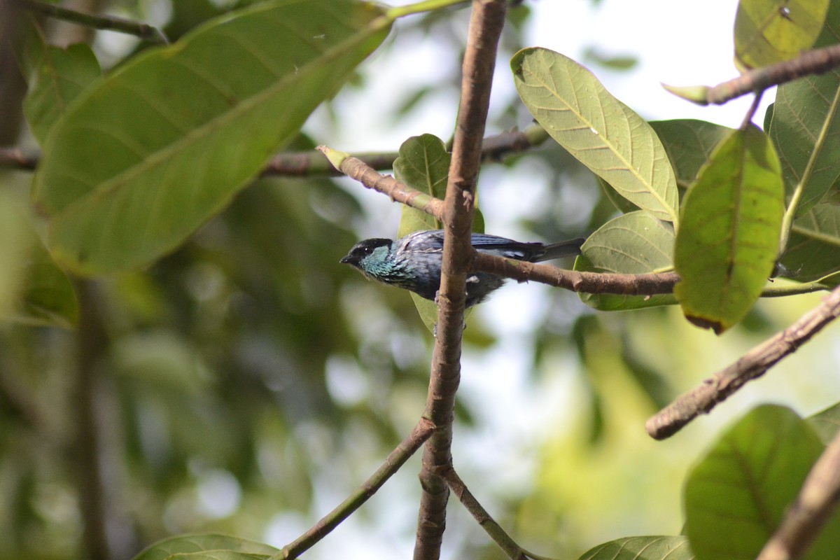 Black-capped Tanager - ML251685091