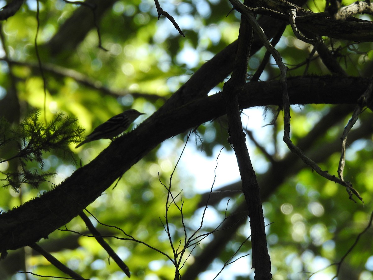 Black-and-white Warbler - ML251685121