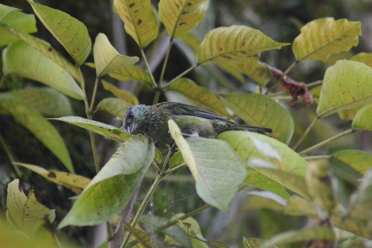 Black-capped Tanager - ML251685151