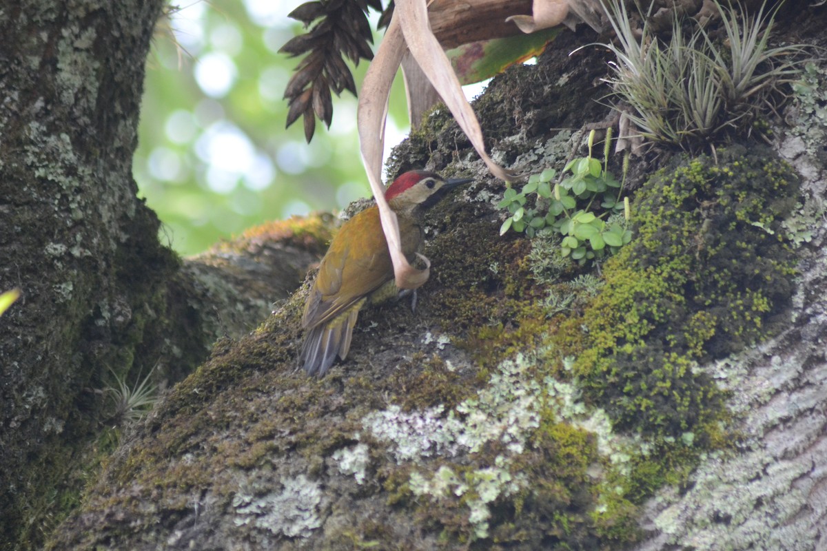 Golden-olive Woodpecker - ML251685361