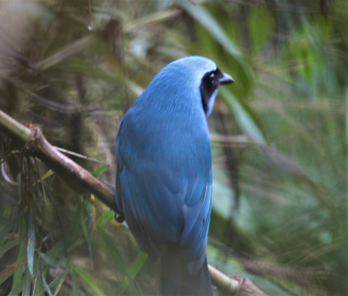 Turquoise Jay - Carmelo López Abad