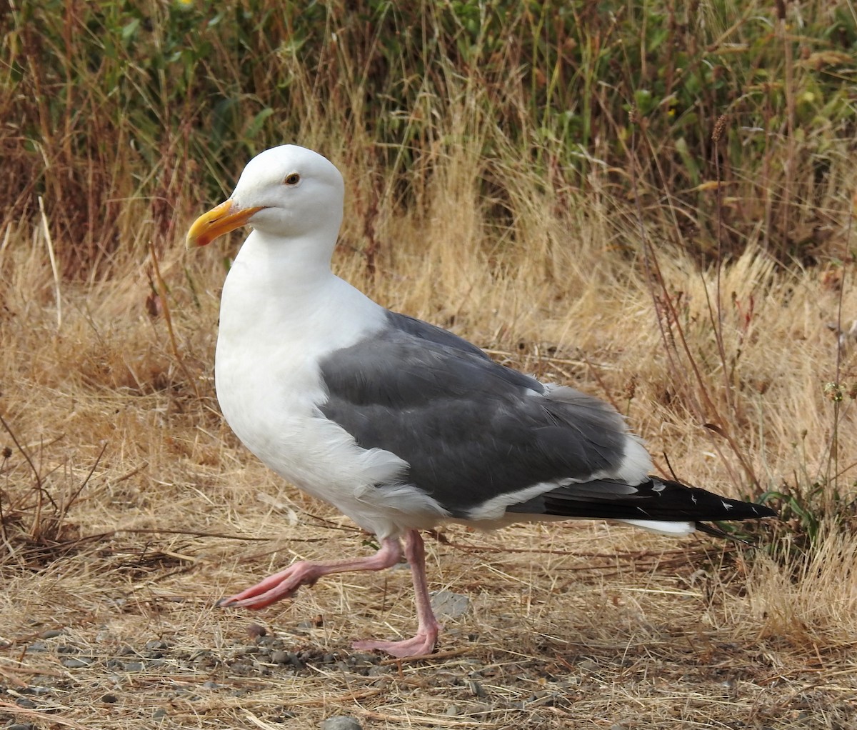 Western Gull - ML251687891