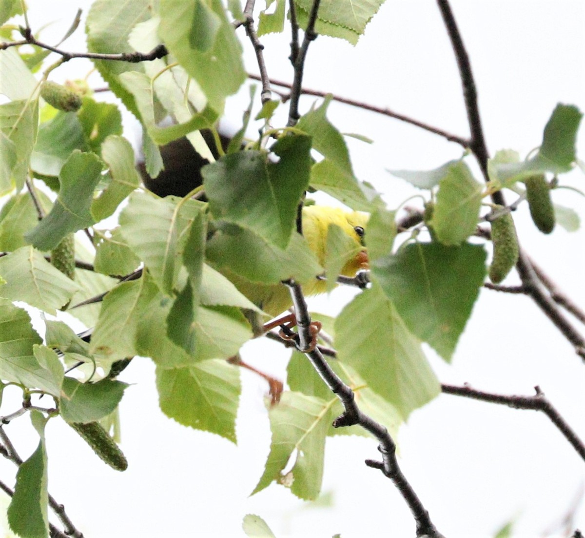 American Goldfinch - ML251688241