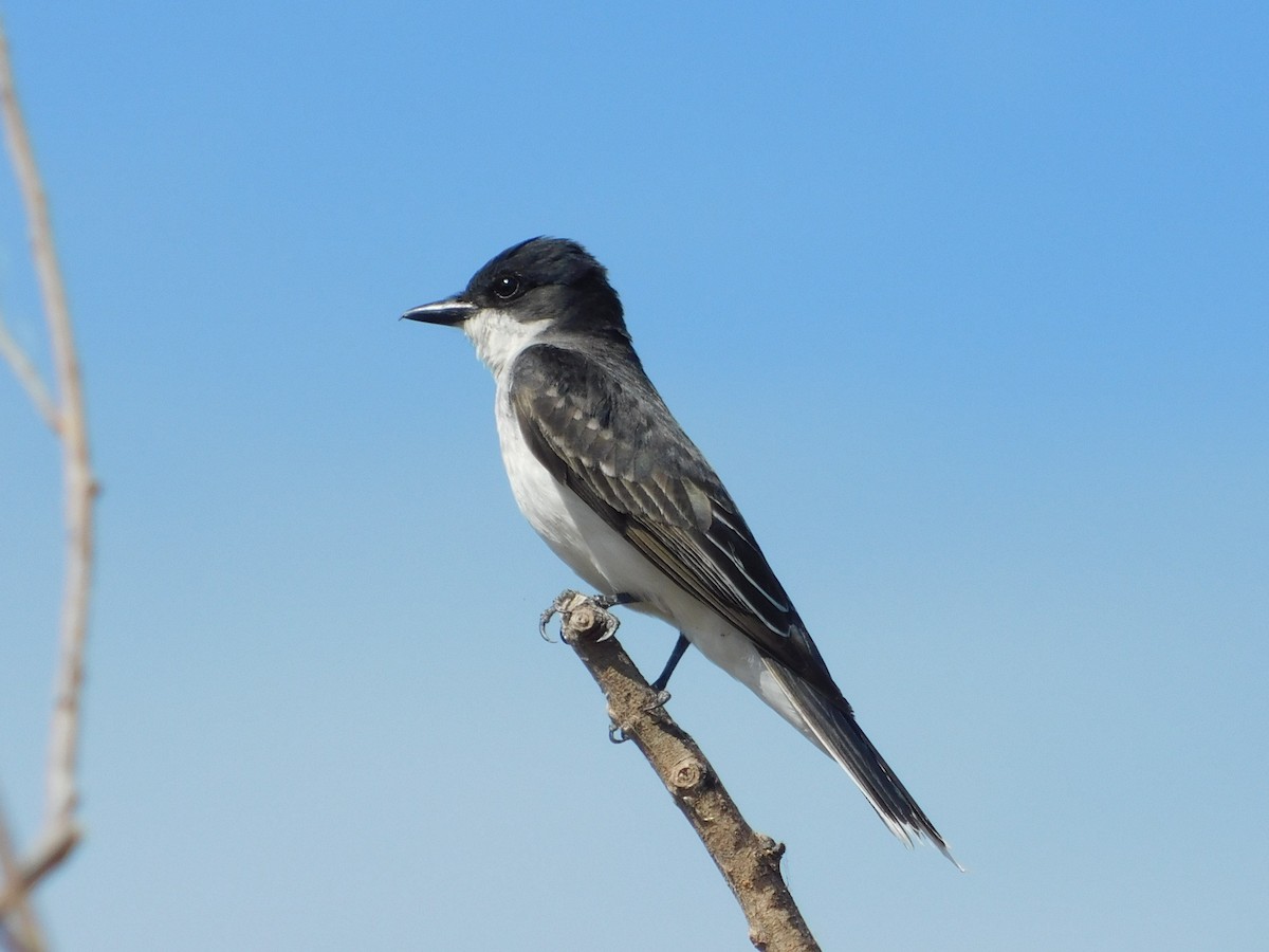 Eastern Kingbird - Curtis Stewart