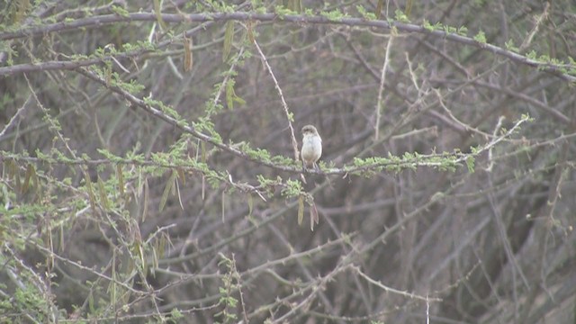 Mouse-colored Penduline-Tit - ML251691661