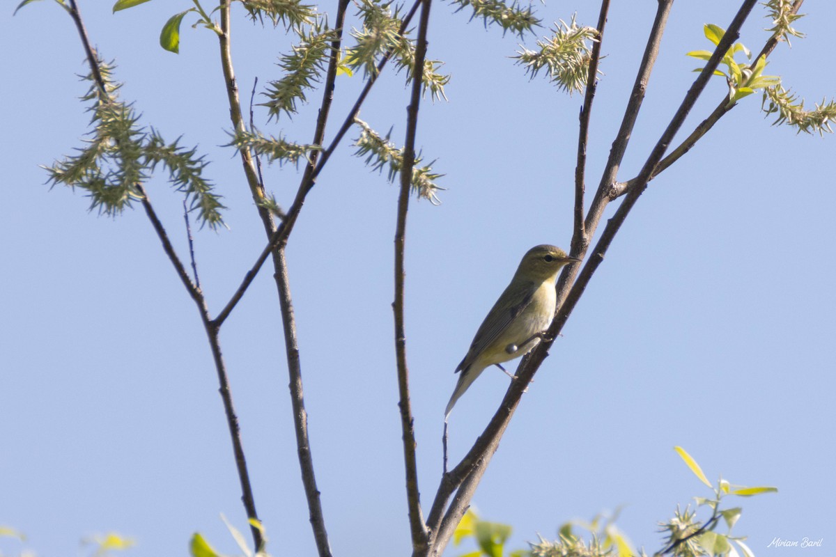 Tennessee Warbler - ML251692801