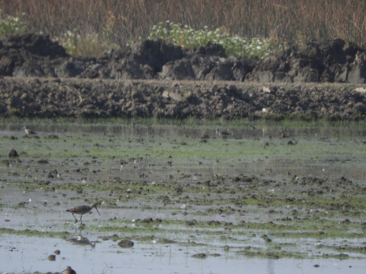 Marbled Godwit - ML251694951