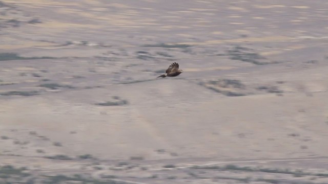 Red-tailed Hawk (calurus/alascensis) - ML251694961