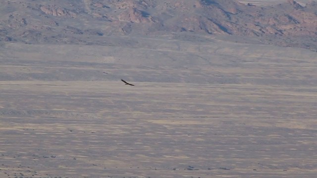 Red-tailed Hawk (calurus/alascensis) - ML251695641