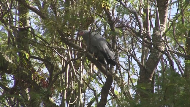 African Harrier-Hawk - ML251698441