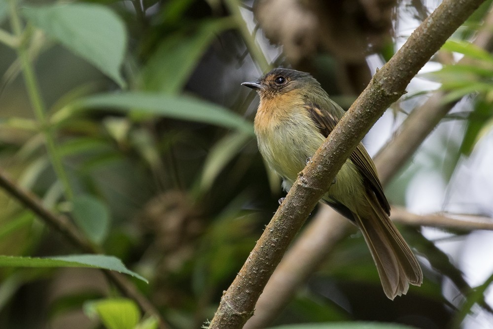Rufous-breasted Flycatcher - Ken Chamberlain