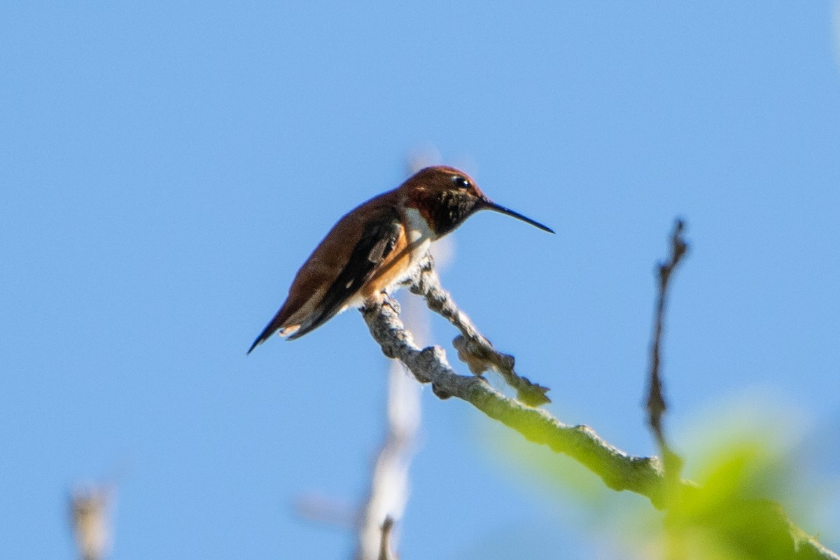 Rufous Hummingbird - ML251701551