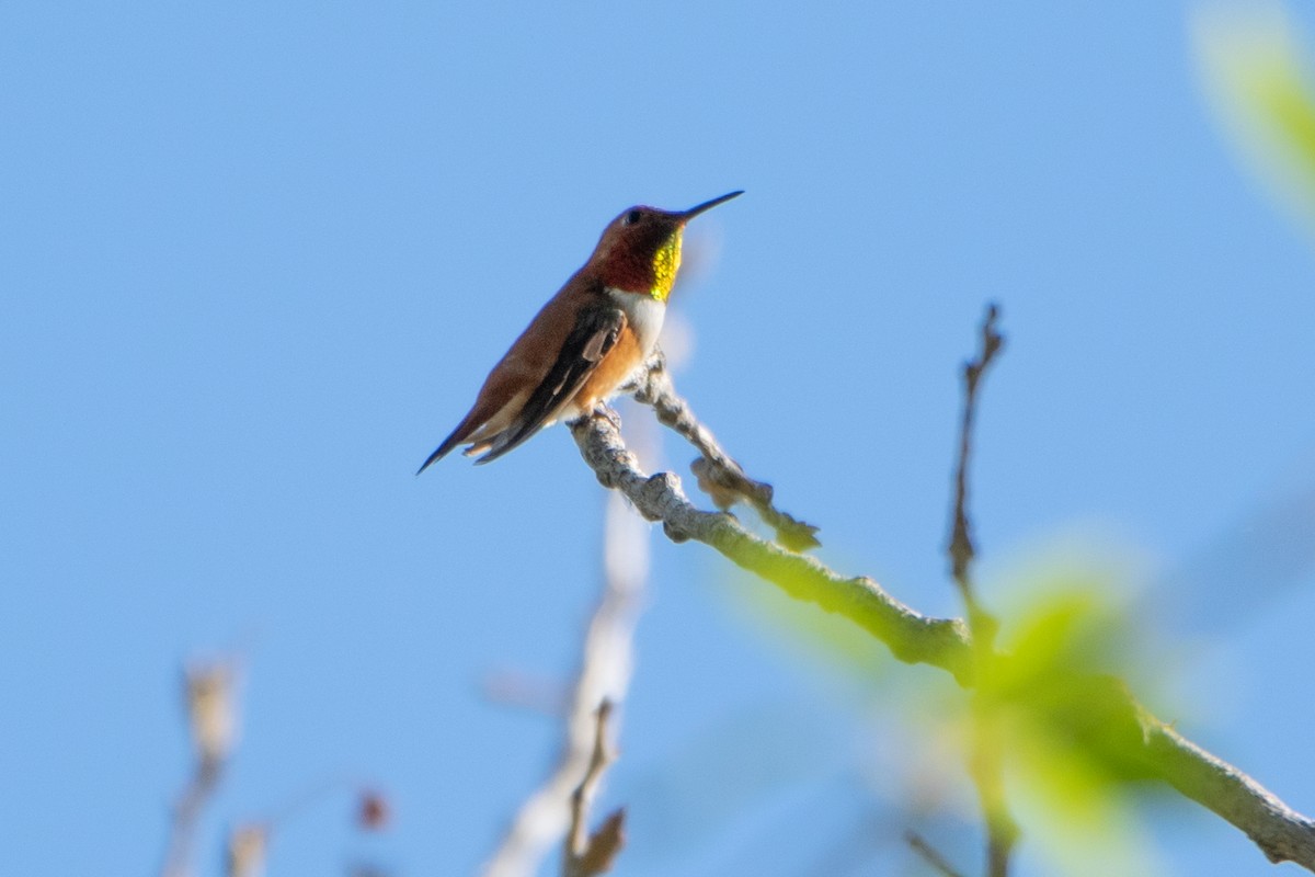 Rufous Hummingbird - ML251701561