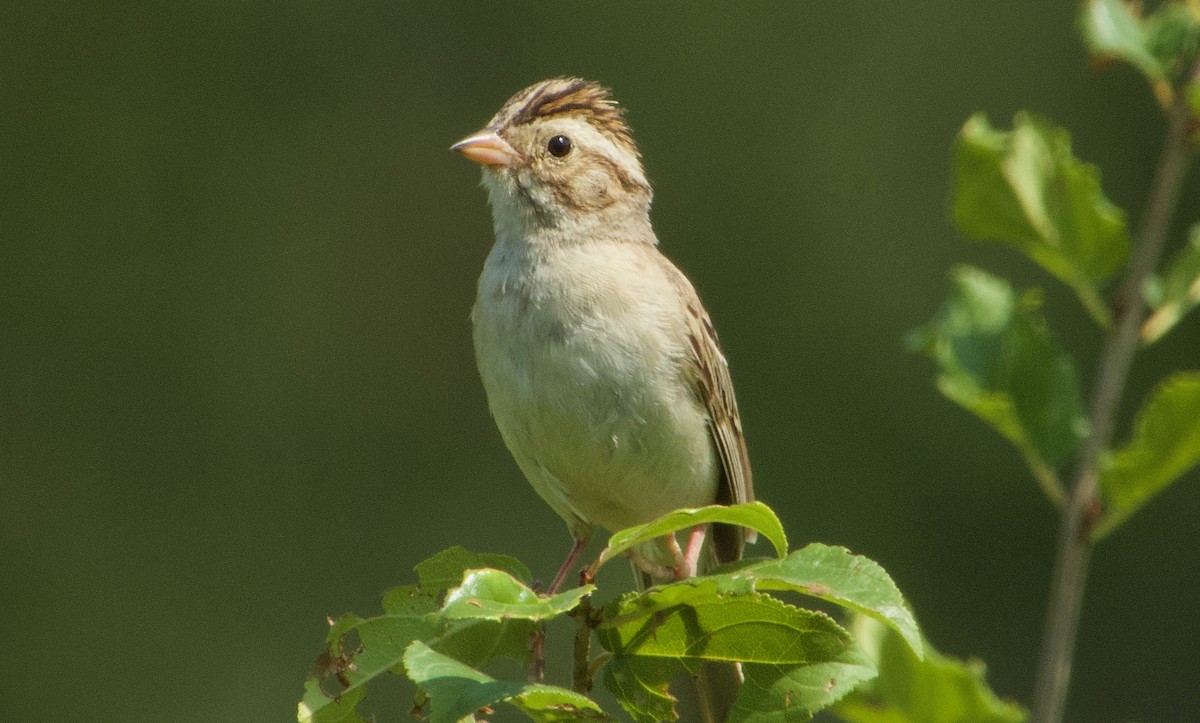 Clay-colored Sparrow - ML251702911