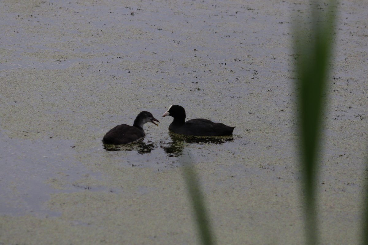 Eurasian Coot - ML251703421