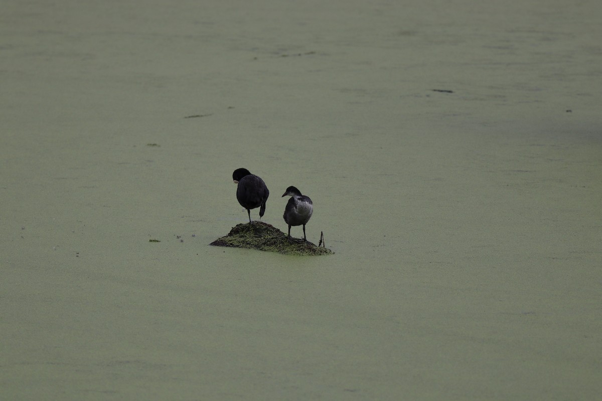 Eurasian Coot - ML251703431