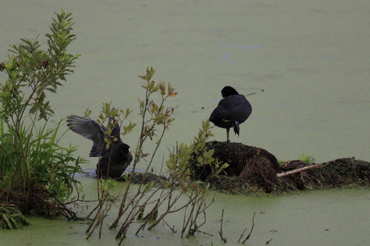 Eurasian Coot - ML251703441