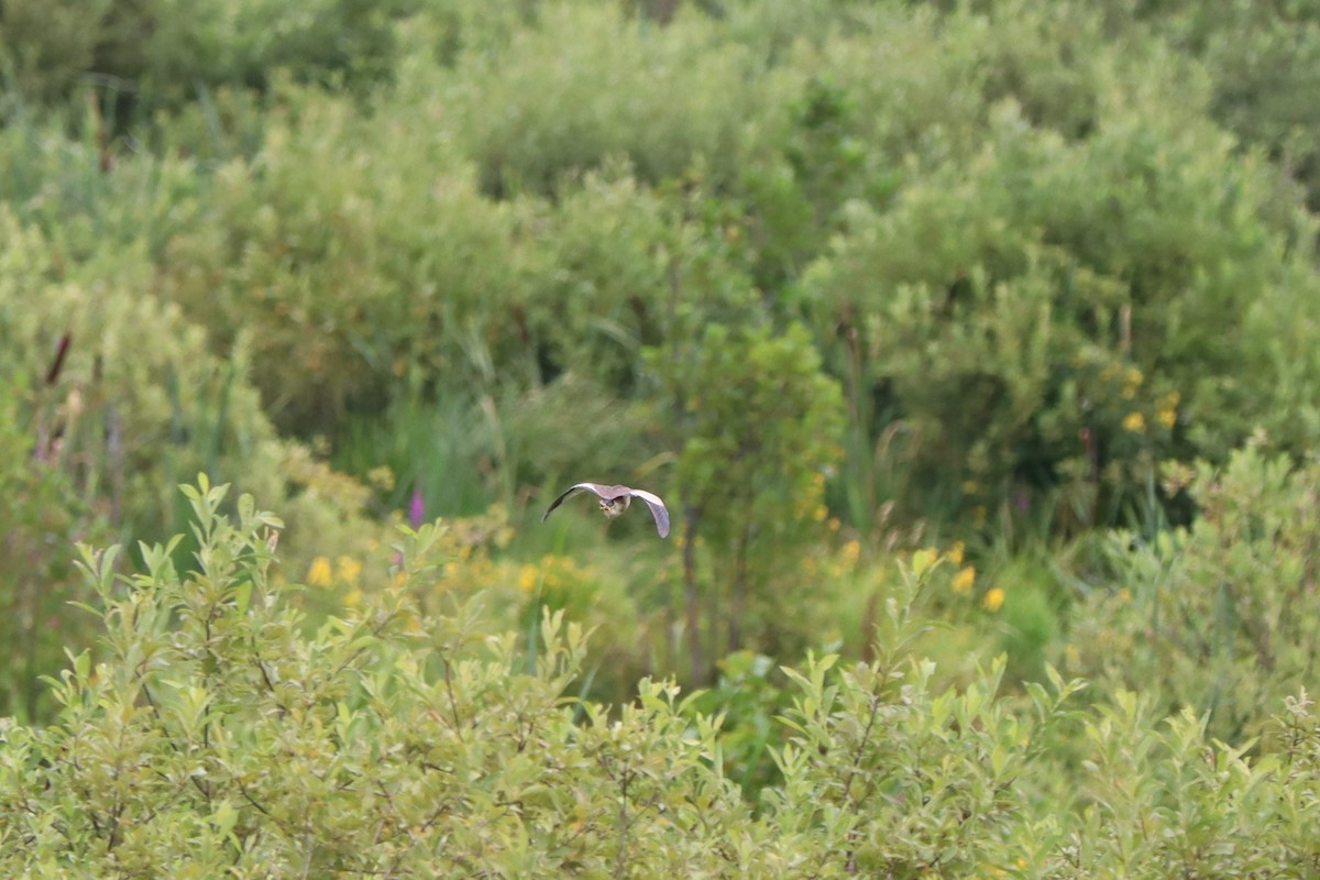 Little Bittern - ML251703661