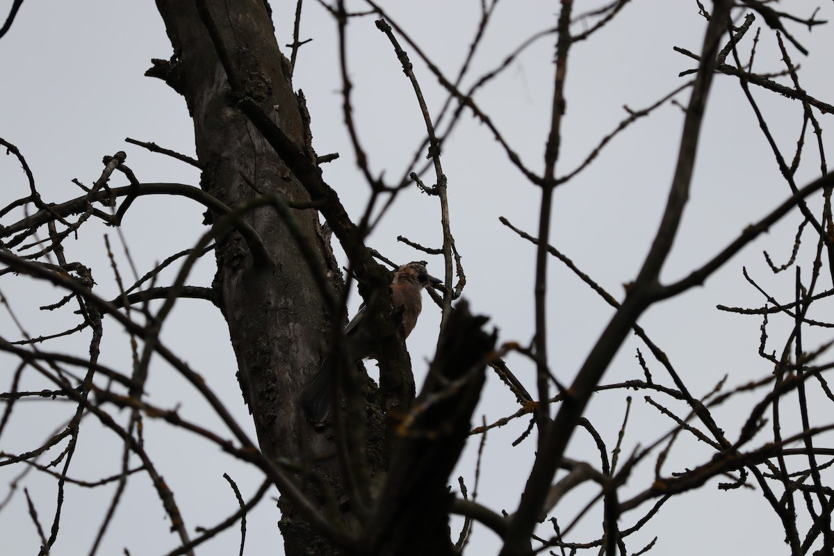 Eurasian Jay - ML251703721