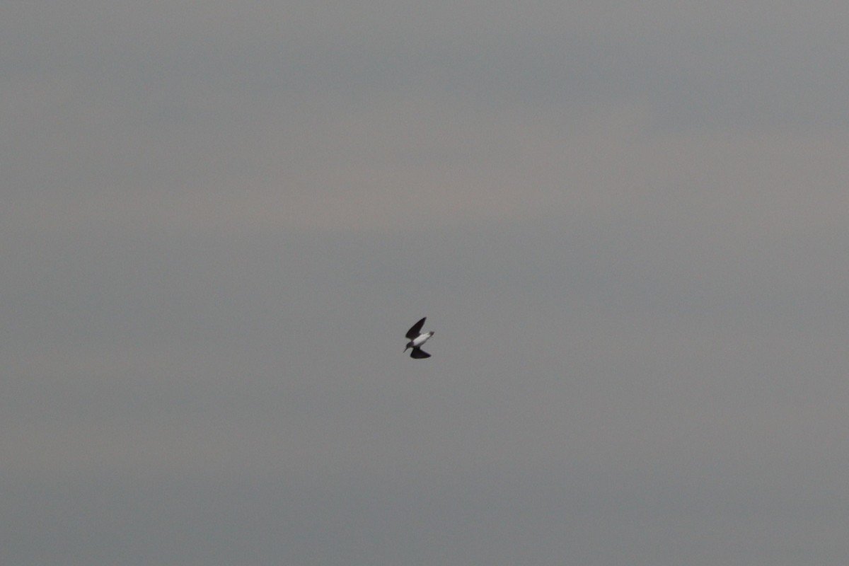 Green Sandpiper - ML251704031