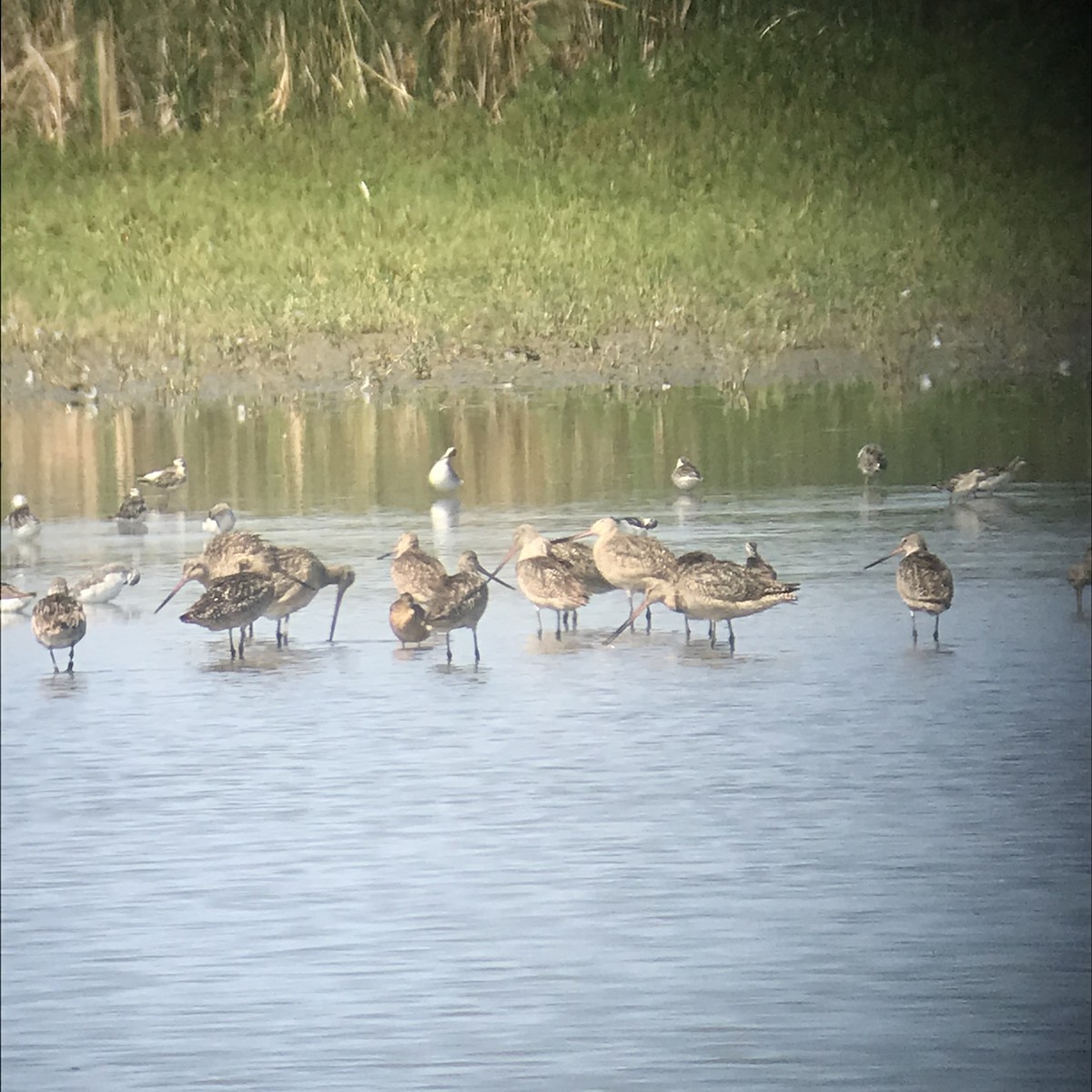 Marbled Godwit - ML251704251