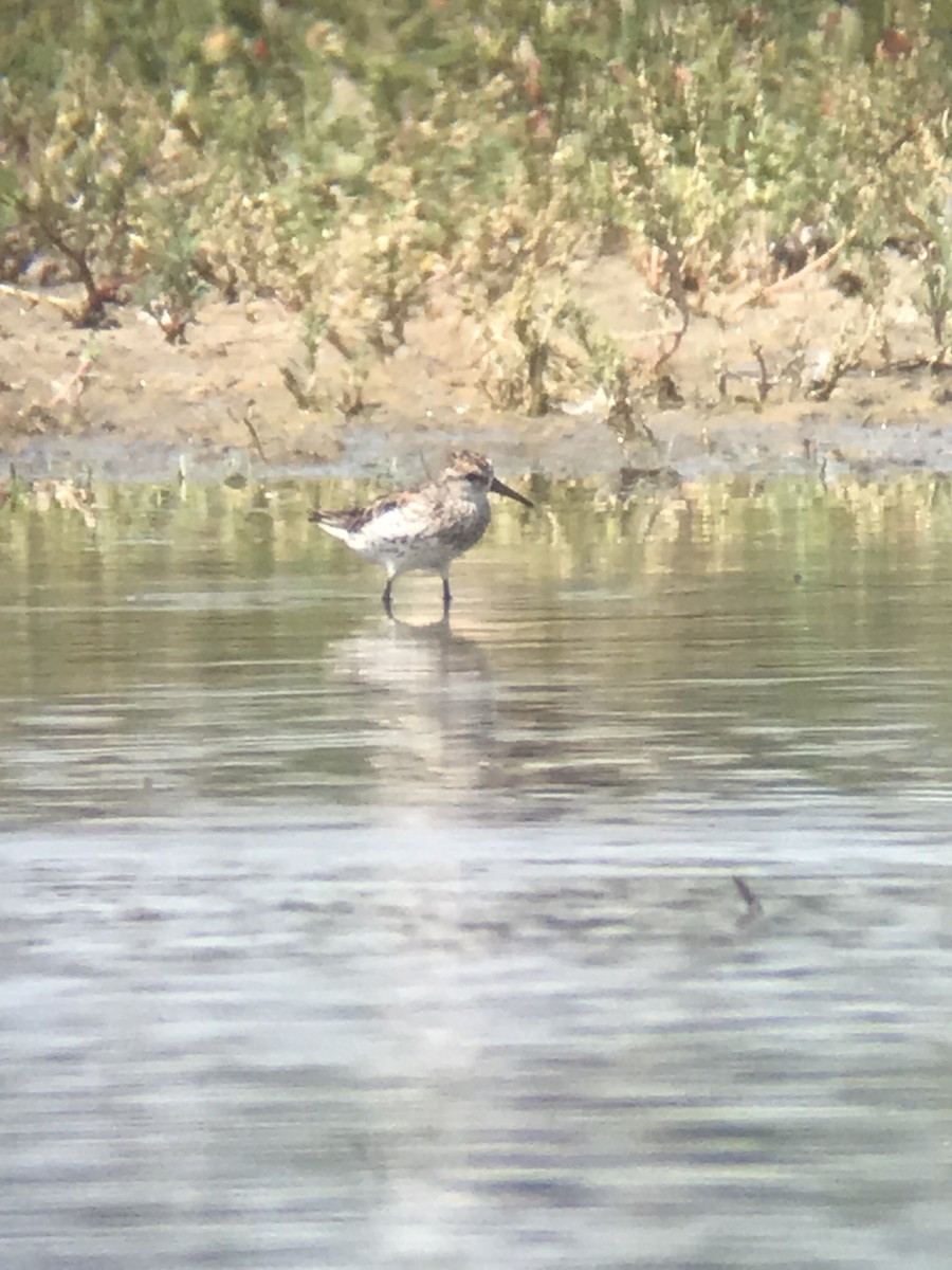 Western Sandpiper - ML251704861