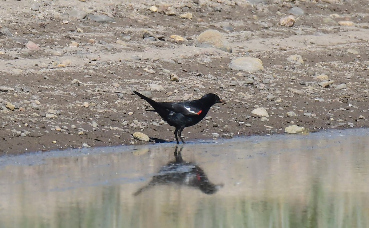 Tricolored Blackbird - ML251705291