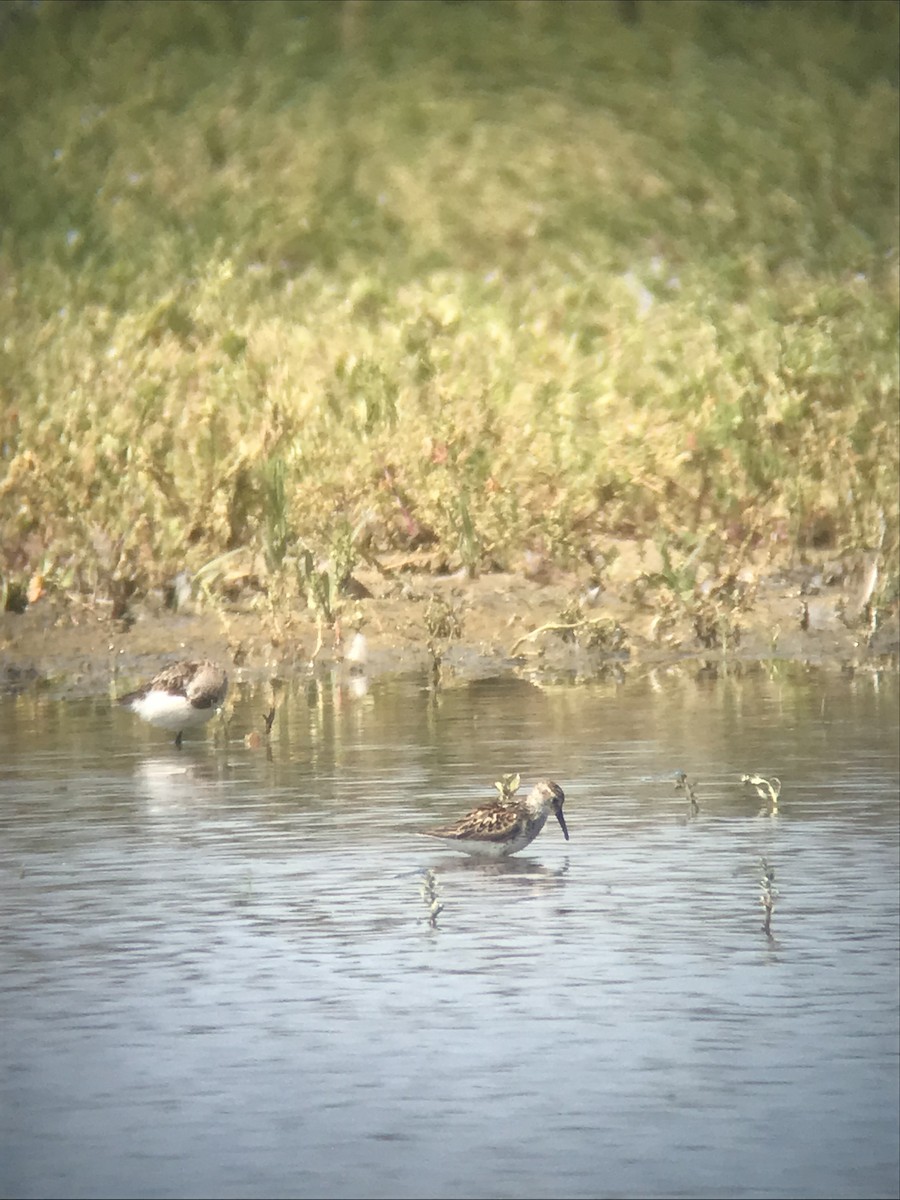 Western Sandpiper - ML251705341