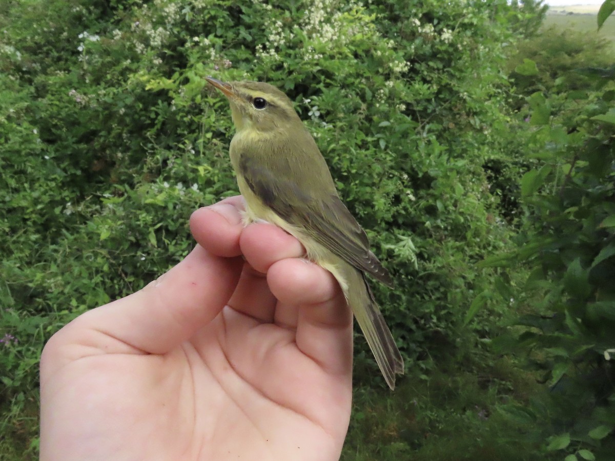 Willow Warbler - David Campbell