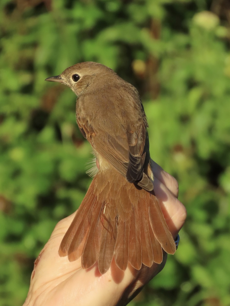 Common Nightingale - David Campbell