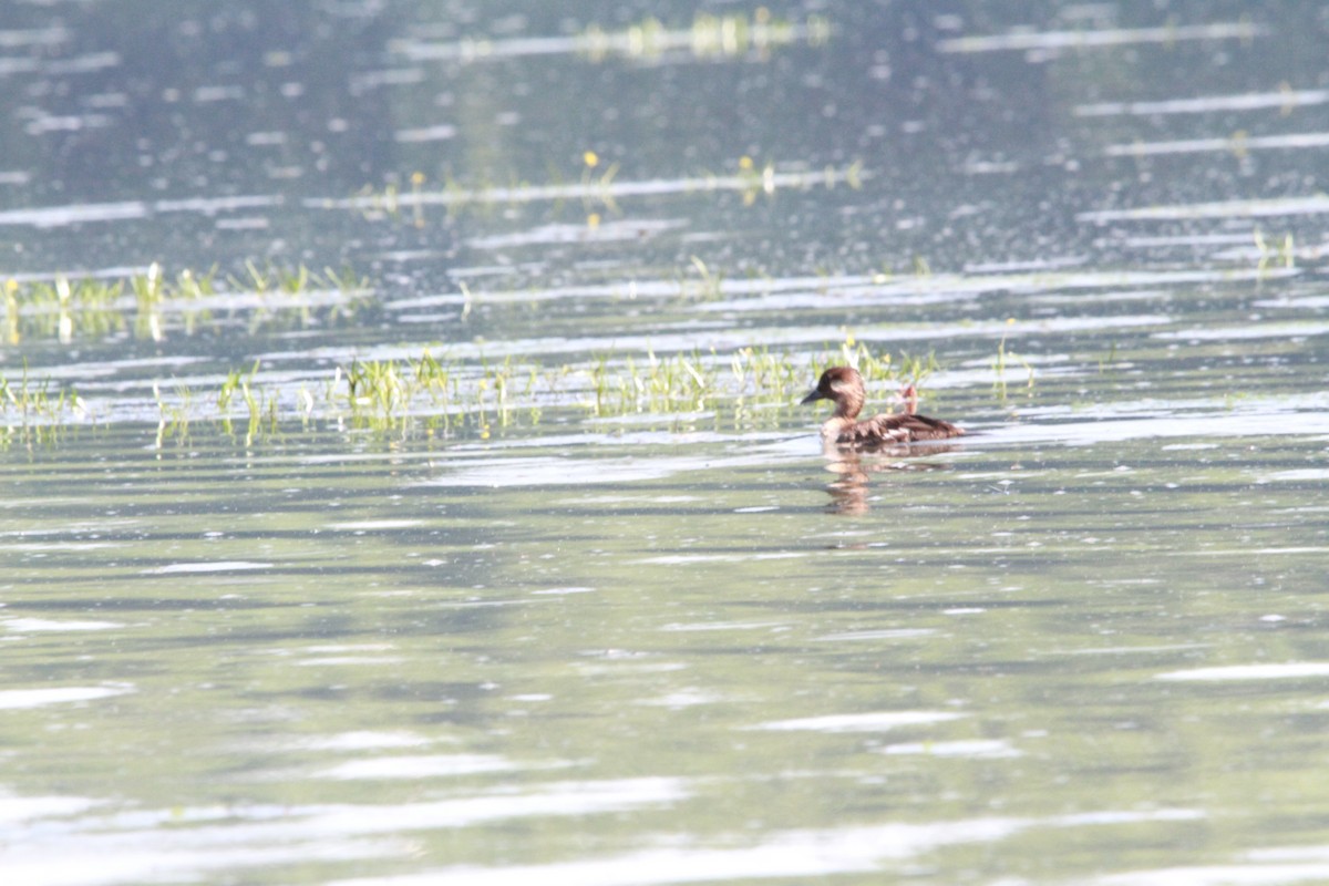 Bufflehead - Eric Witmer