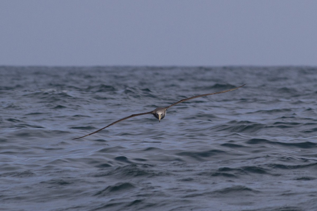 Chatham Albatross - ML251709391