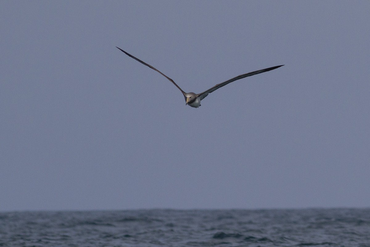 Chatham Albatross - ML251709401