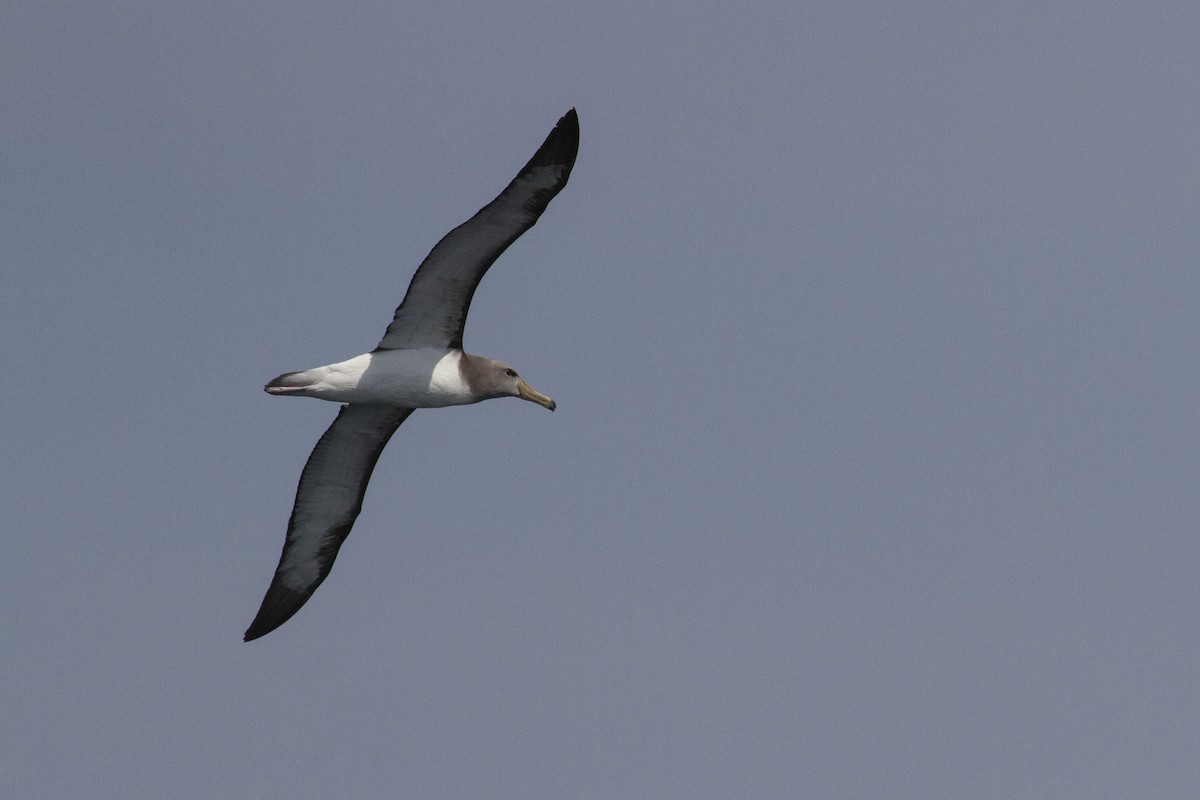Chatham Albatross - ML251709411