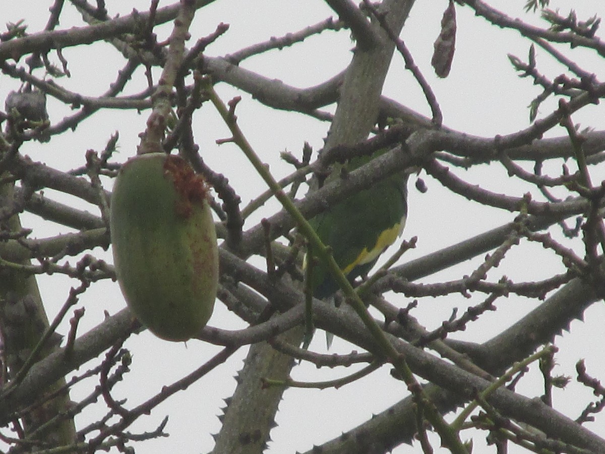 White-winged Parakeet - ML25171091