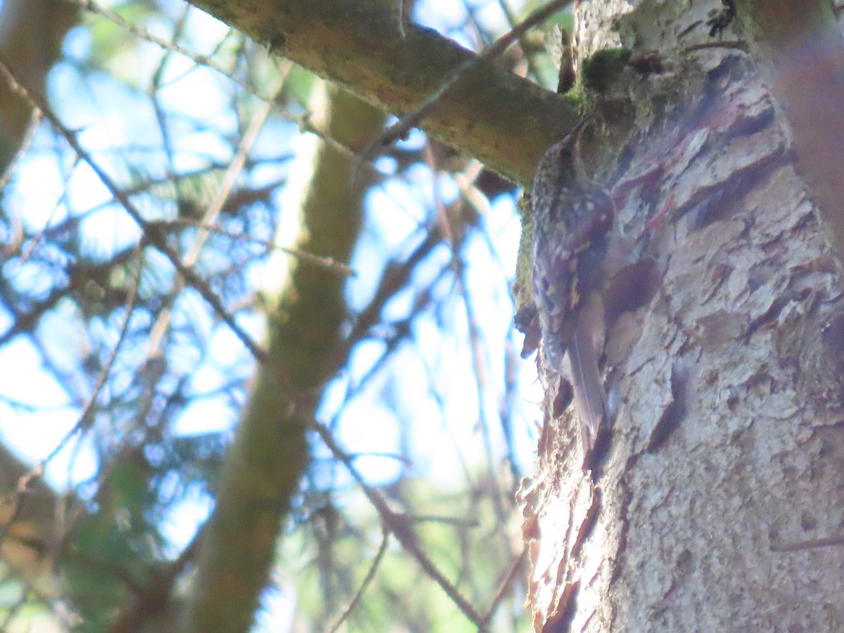 Brown Creeper - ML251711531