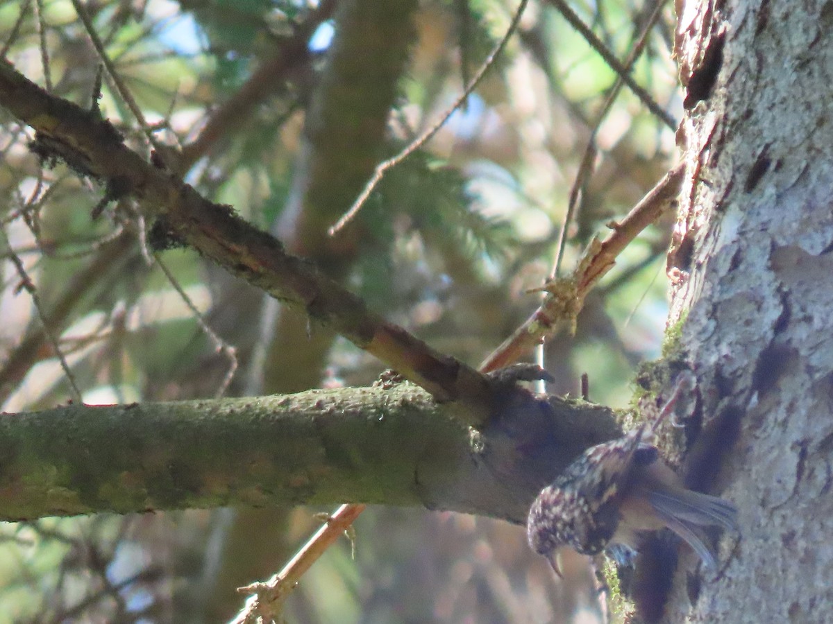 Brown Creeper - ML251711541